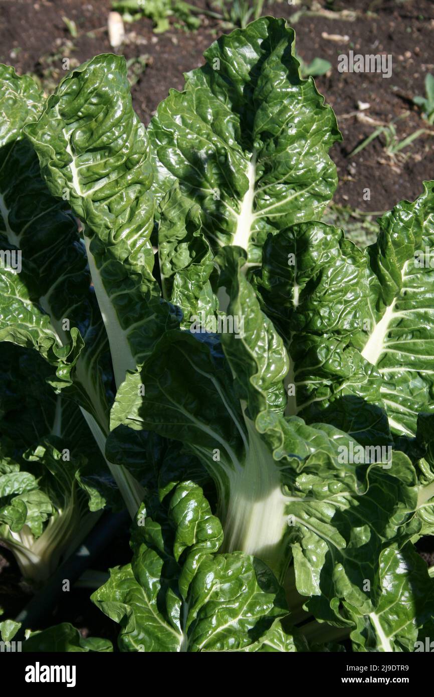 SPINACH GROWING Stock Photo