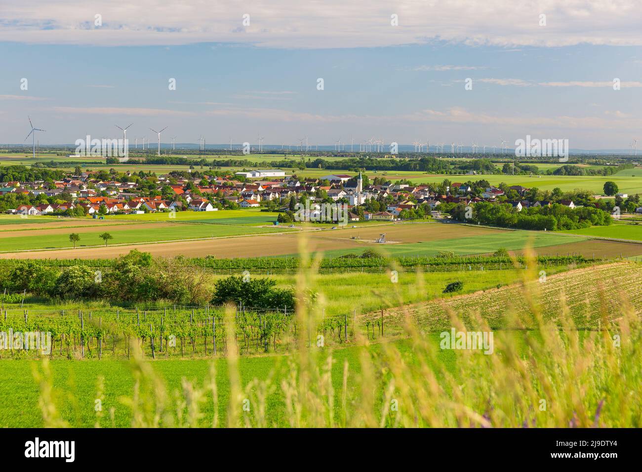 Reyersdorf, Weinviertel, Niederösterreich, Österreich Stock Photo