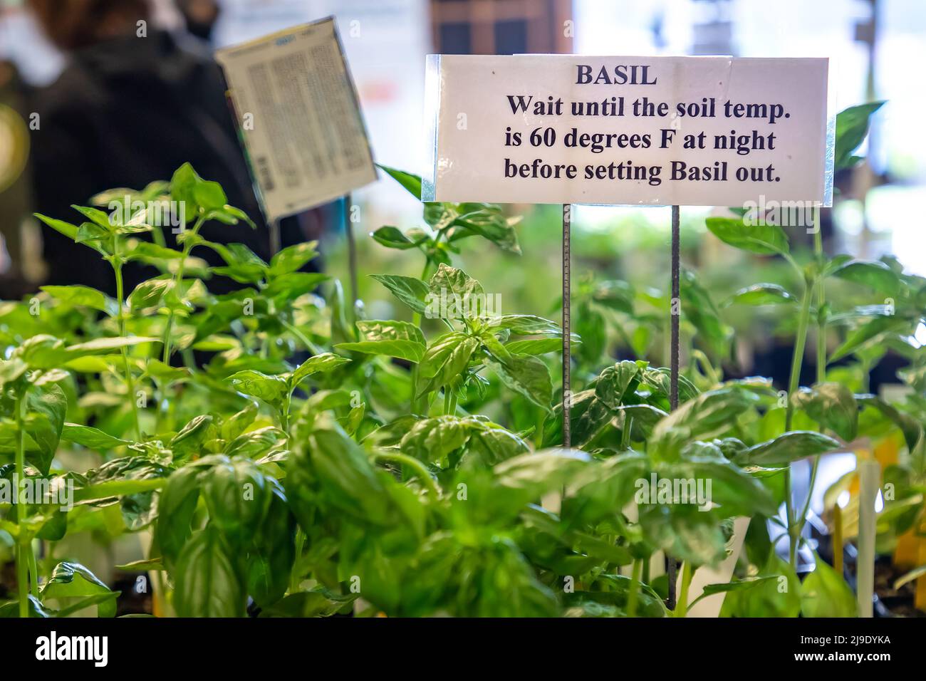 Basil Plants with instructions to plant after spring warm up Stock Photo Alamy