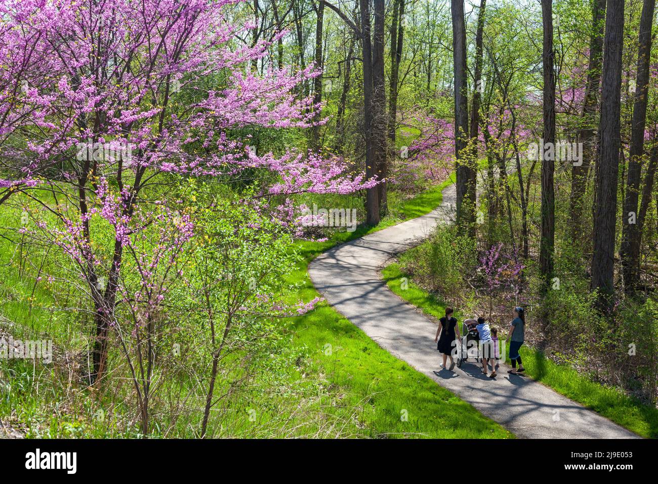 New Boston, Michigan - People walk on a path in Lower Huron Metropark, where Eastern Redbud (Cercis canadensis) trees are blooming. Stock Photo