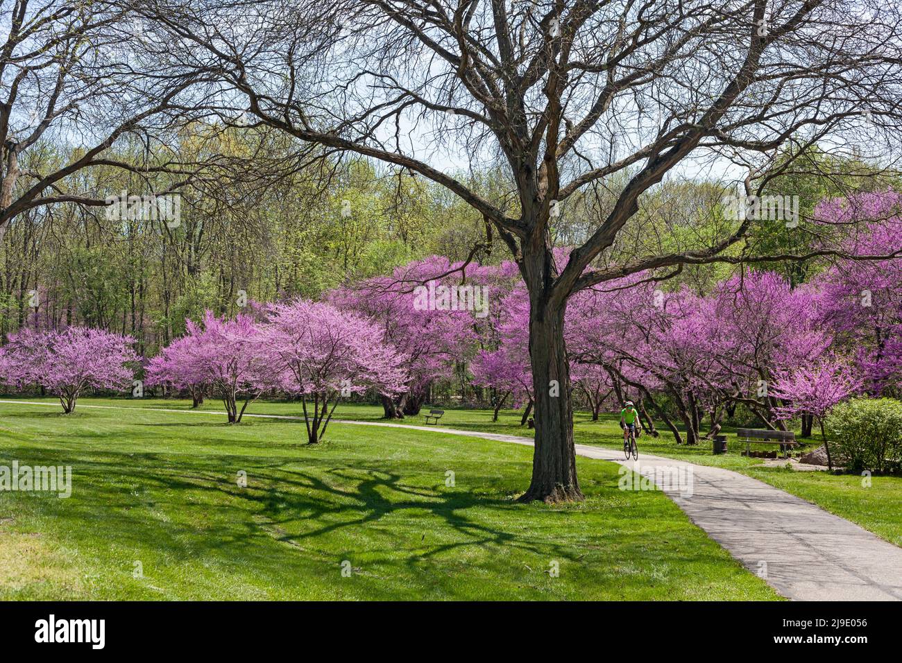 New Boston, Michigan - A bicyclist rides on a path in Lower Huron Metropark, where Eastern Redbud (Cercis canadensis) trees are blooming. Stock Photo