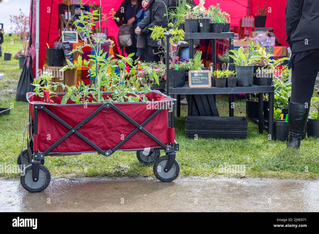 Mt. Vernon, WA USA 05/07/2022 Master Gardners Plant Sale. Garden