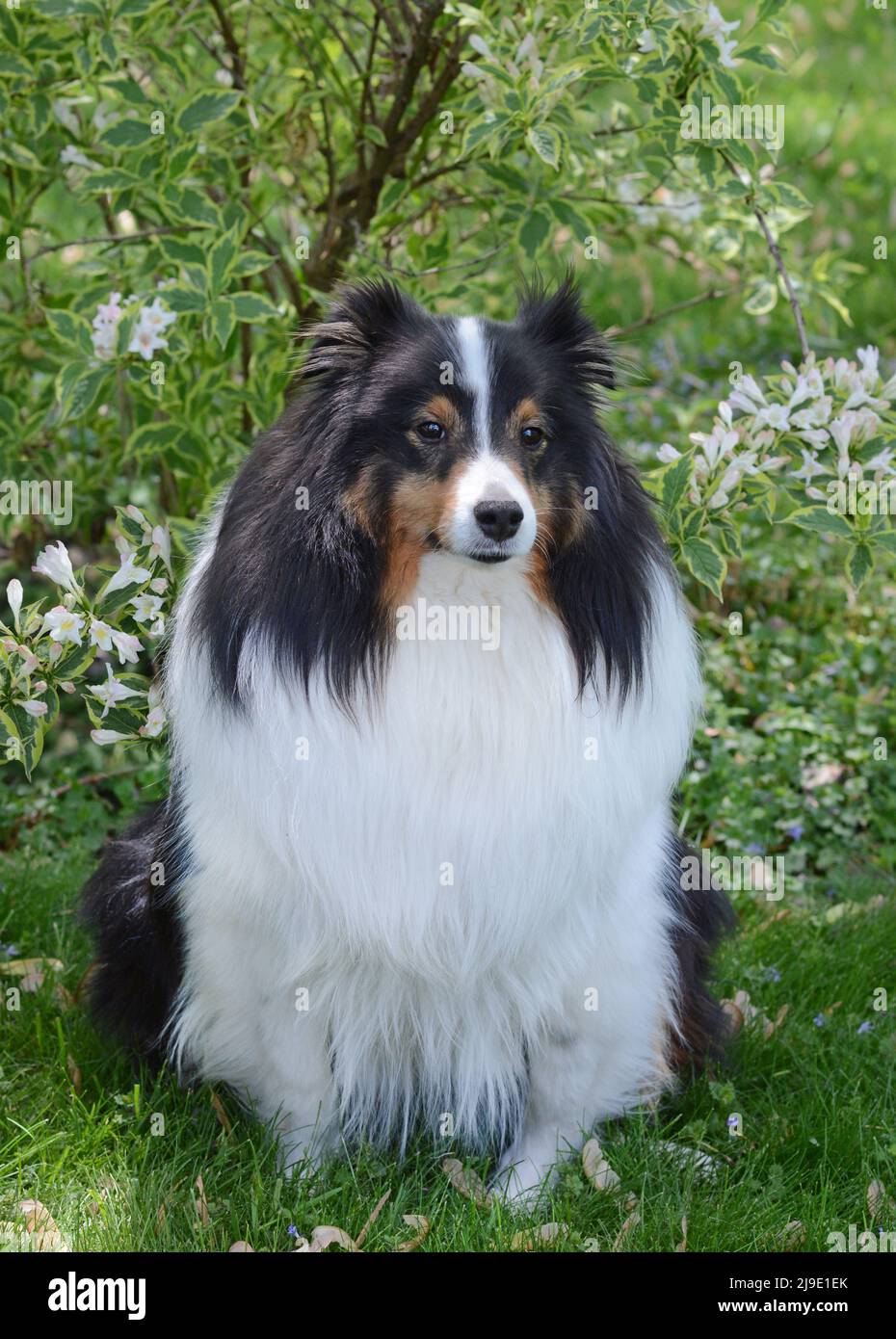Sheltland Sheepdog (sheltie) poses in front of a flowering shrub in the spring. Beautiful purebred dog with a full tricolor coat and mature mane. Stock Photo