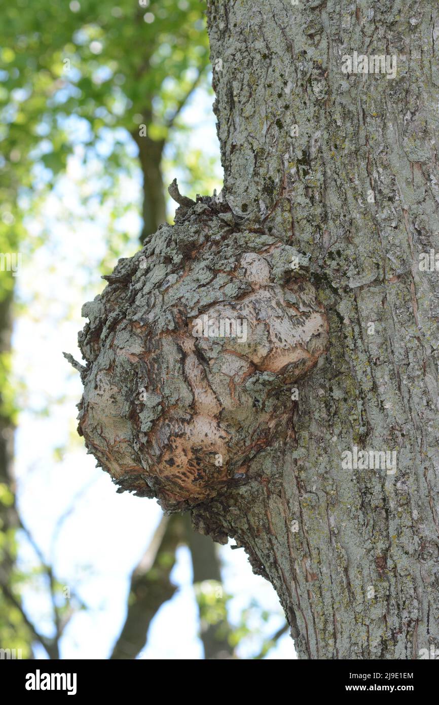 Closeup of a burl (burr) growing on a tree trunk. Stock Photo