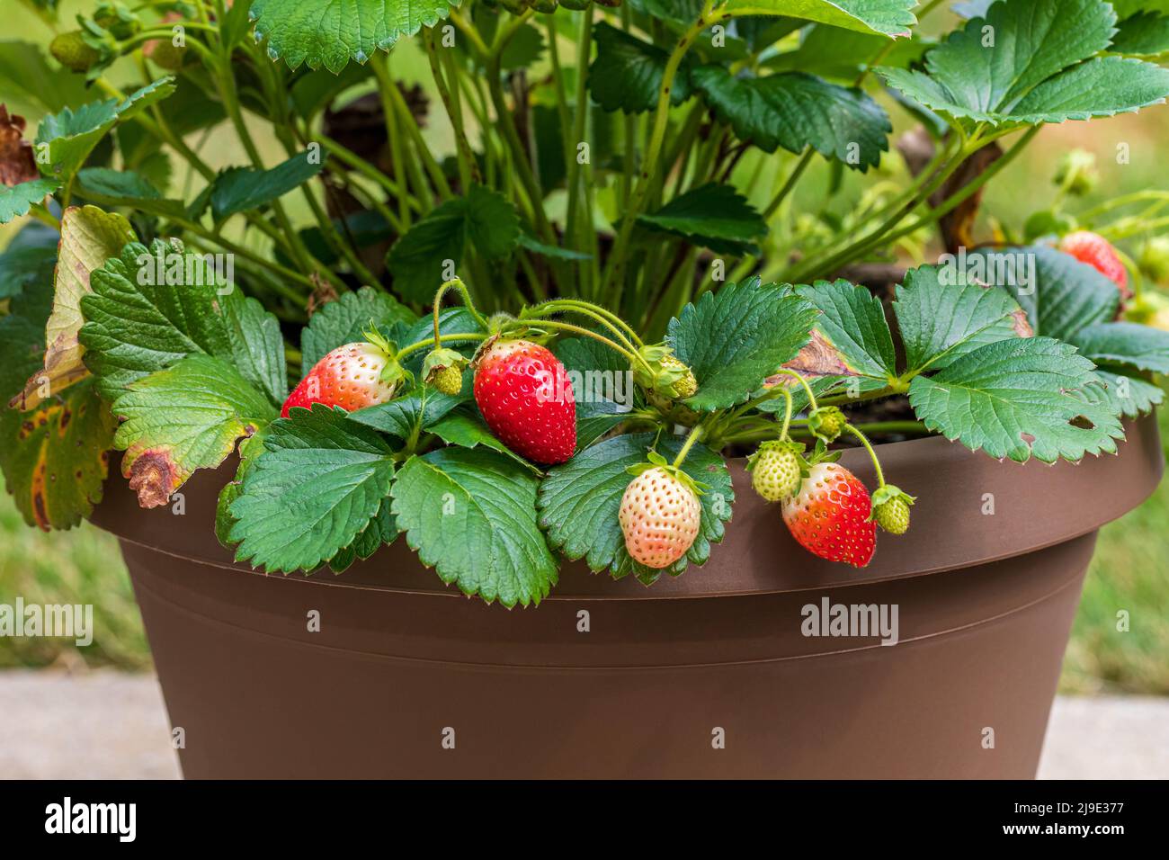 Strawberry plant with ripe fruit growing in pot. Container gardening, horticulture and organic concept Stock Photo