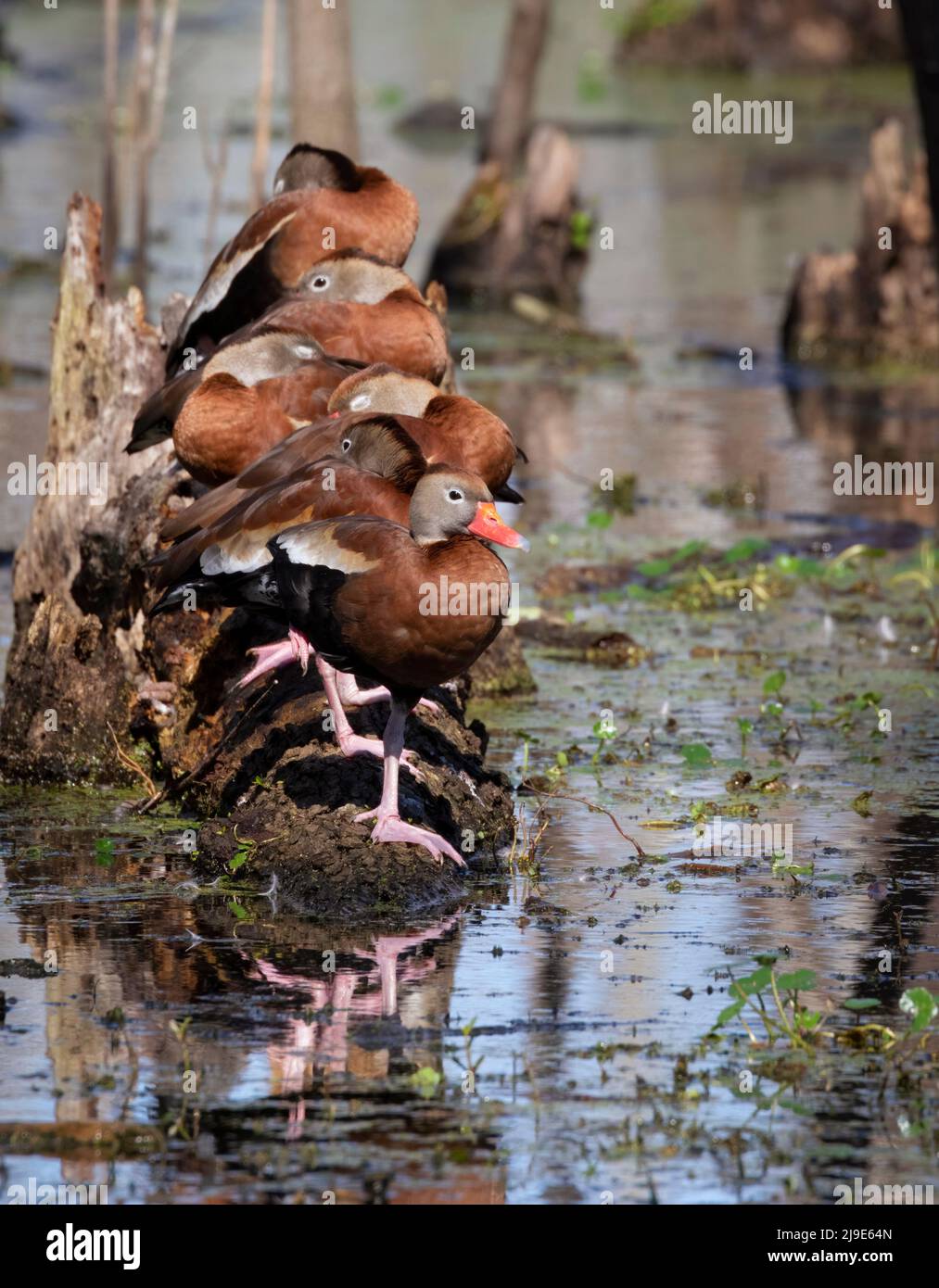 The flock of black-bellied whistling ducks gettig rest at Brazos Bend  State Park, Texas Stock Photo