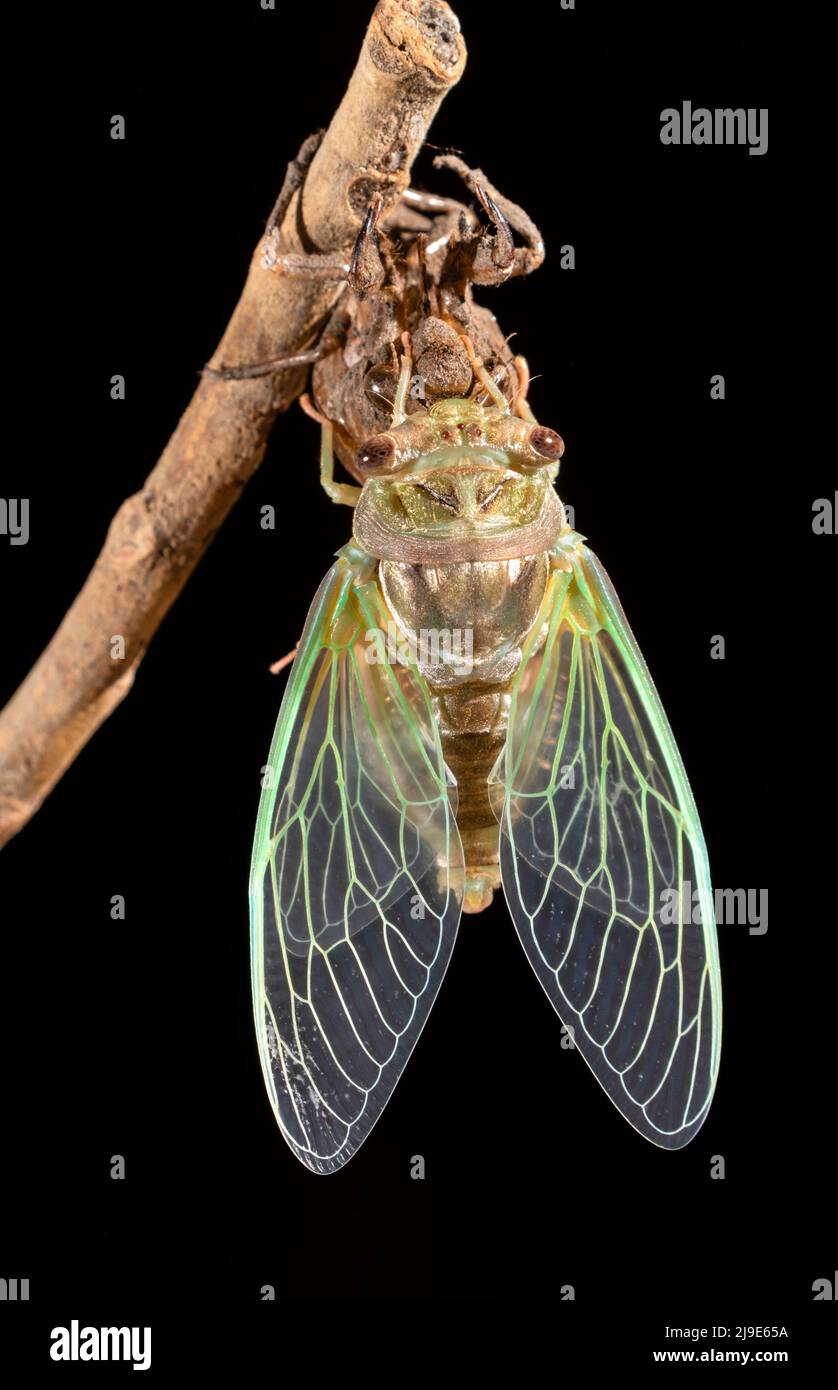 A newborn resh cicada isolated on black background Stock Photo