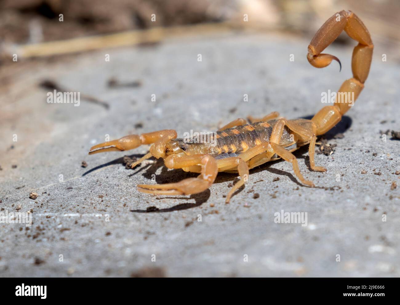 The striped bark scorpion (Centruroides vittatus) Stock Photo