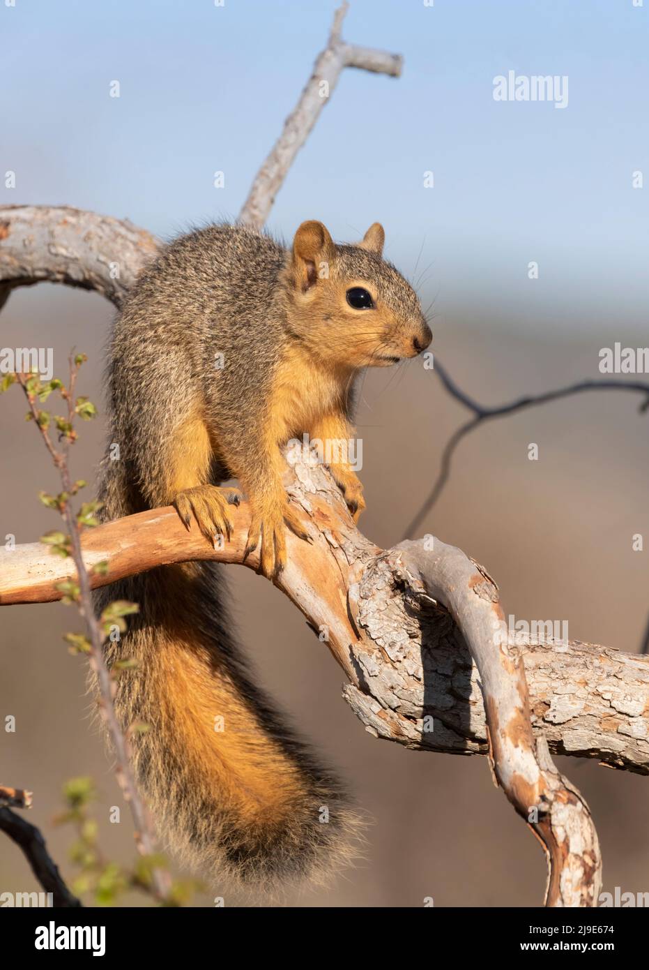 The fox squirrel (Sciurus niger), on the dead tree at Inks Lake State Park,,  Texas Stock Photo
