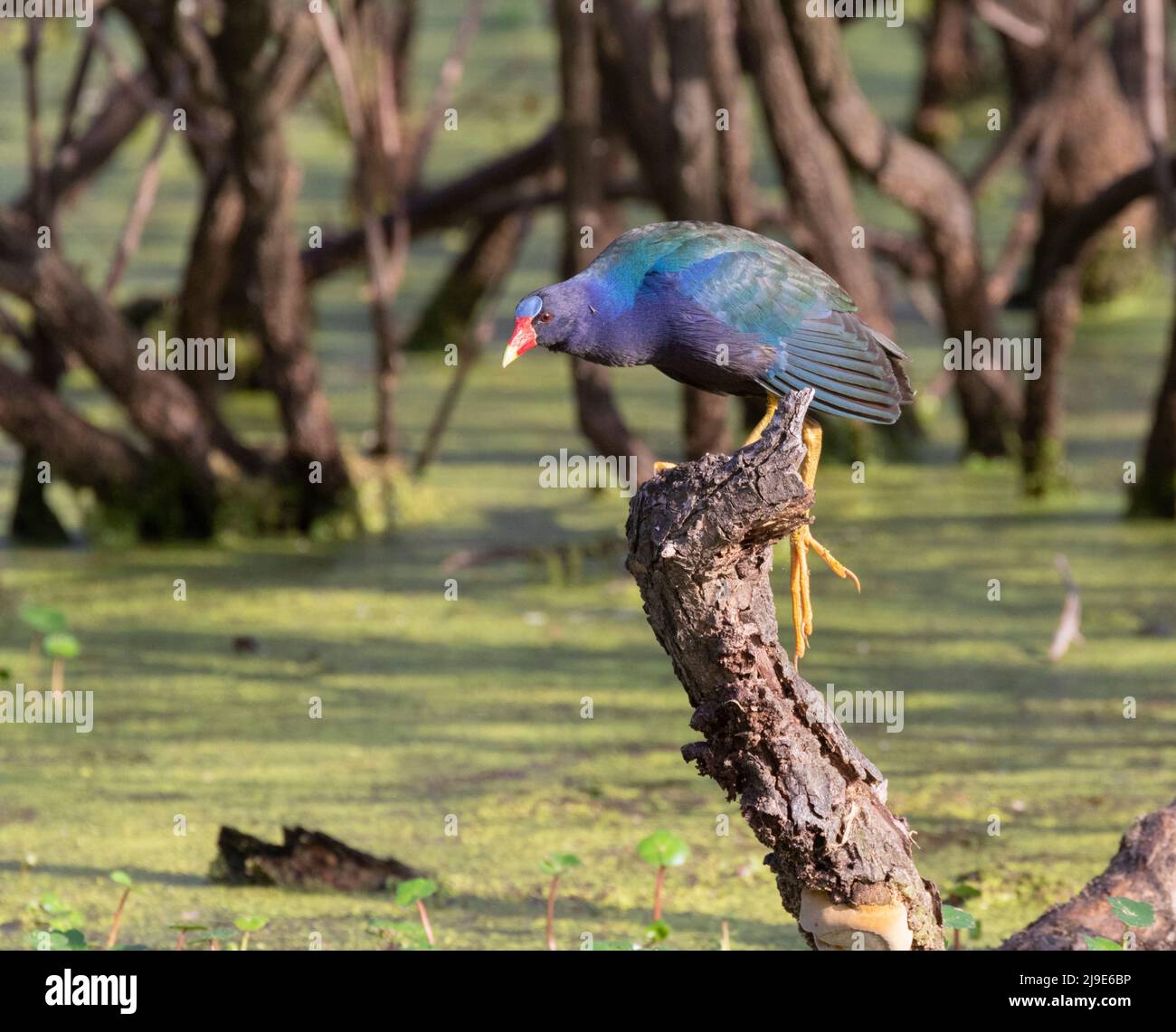 Purple gallinule (Porphyrio martinicus) in a forest swamp, Brazos Bend State Park, Texas, USA Stock Photo