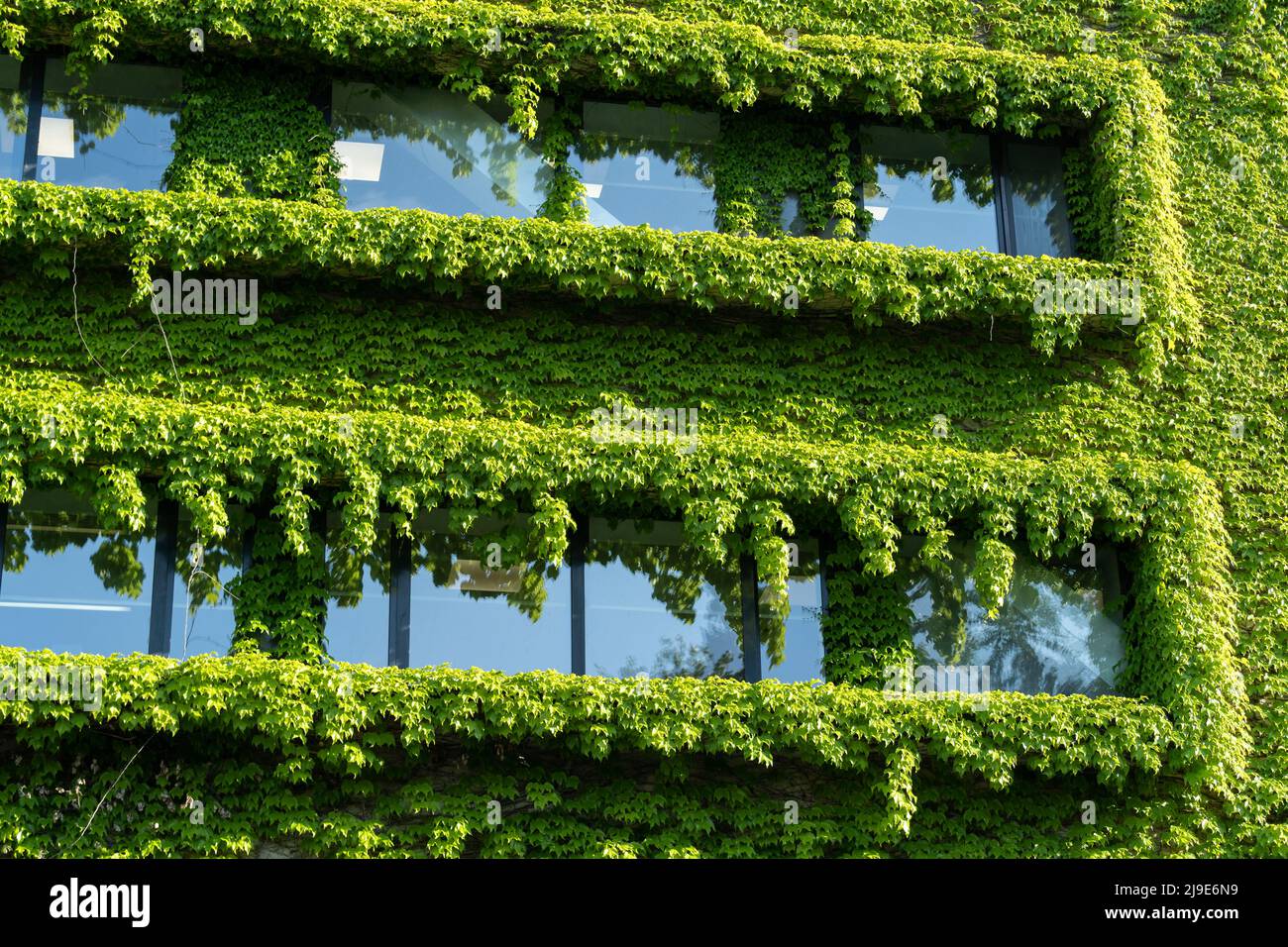 Green facade and eco house concept. Vine creeper around window on facade building covered wild grape Stock Photo