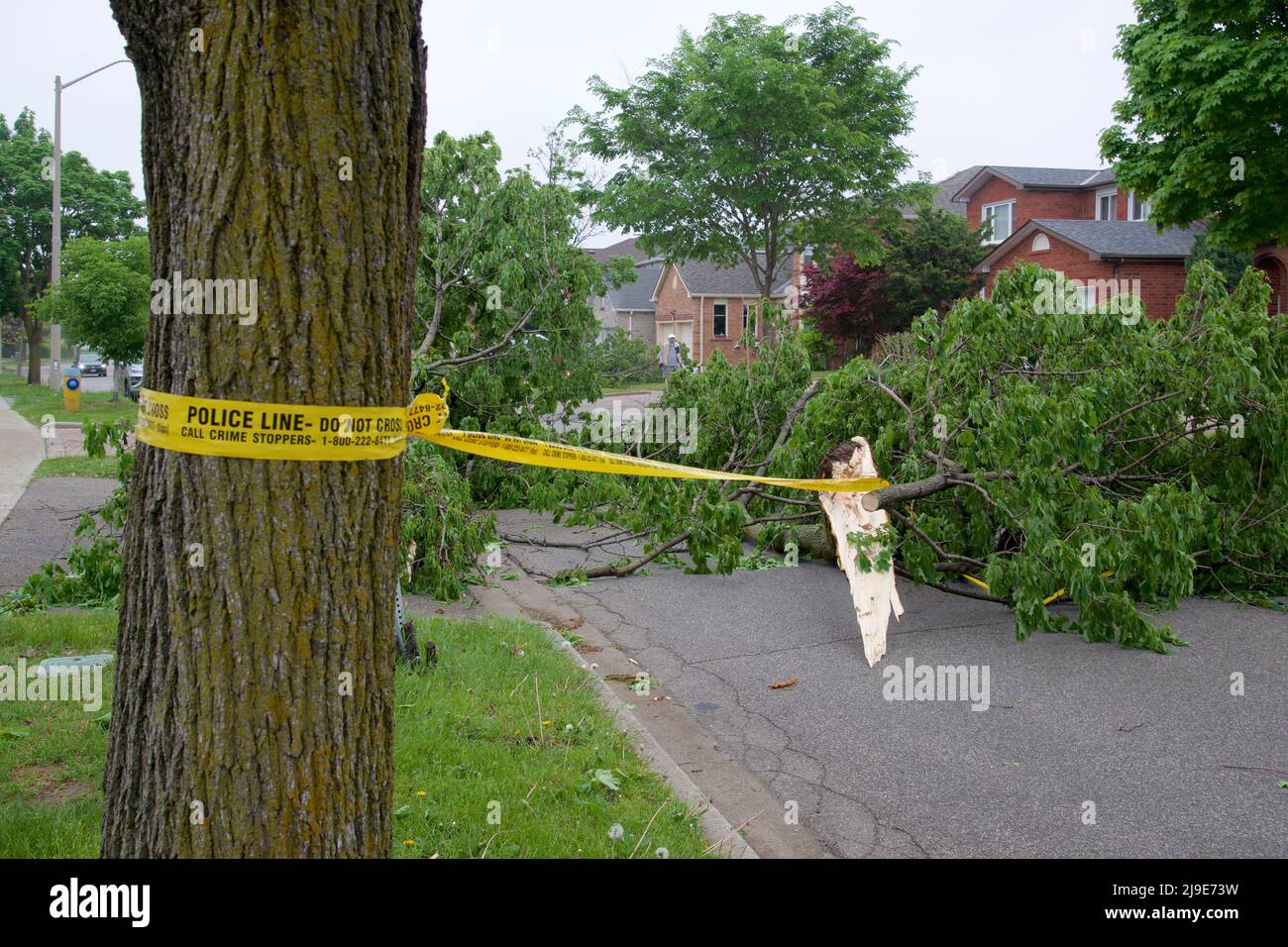 POLICE LINE BARRIER TAPE set up in the area of toppling trees cause by strong winds in a residential district. Stock Photo