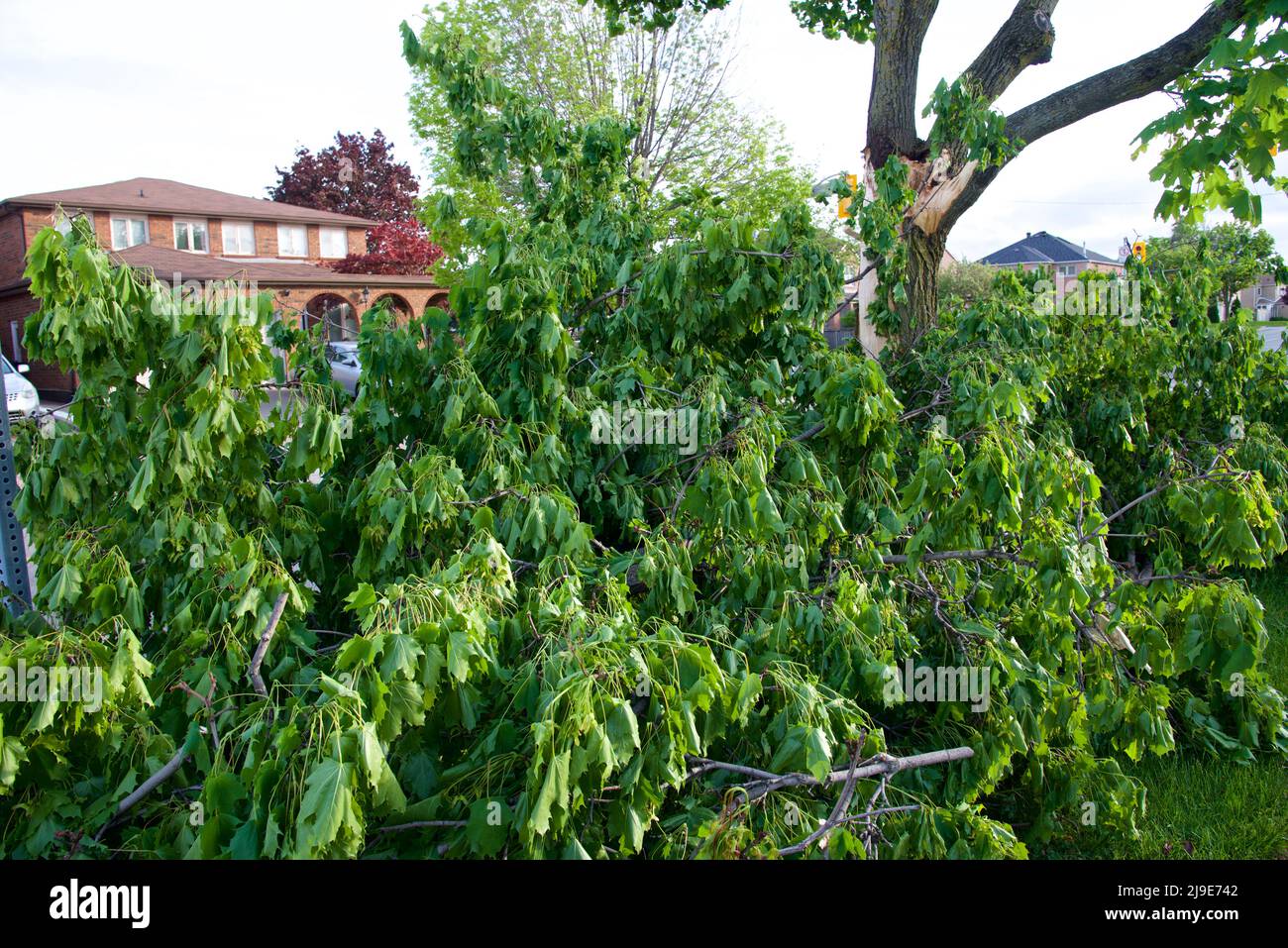 Strong winds and heavy rain cause toppling trees across parts of Ontario, Canada. Stock Photo