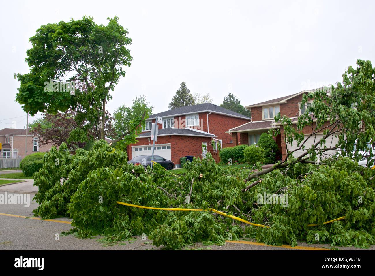 Toppling trees cause by strong winds and heavy rain in a residential district. Stock Photo