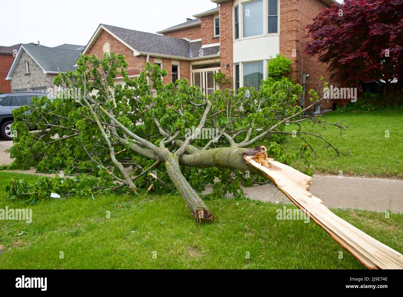 Wind storms and heavy rain cause toppling trees across parts of Ontario