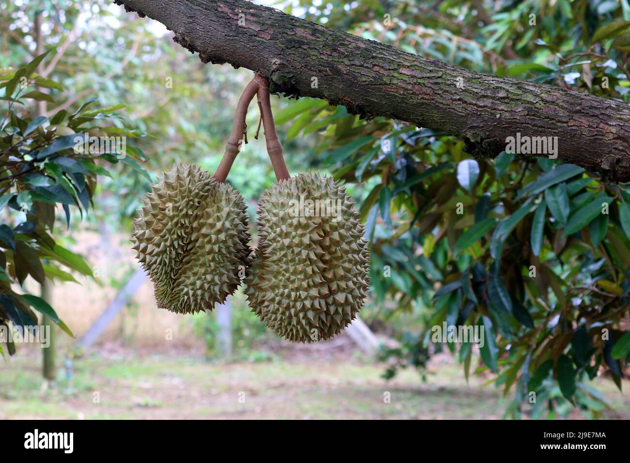 durian fruit on tree in organic farm Stock Photo