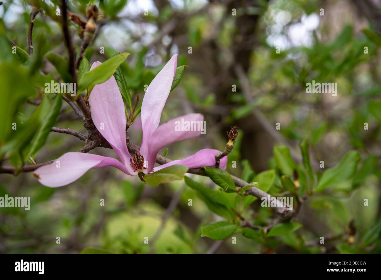 Pink Magnolia flower closeup on green tree branch with green bokeh background Stock Photo