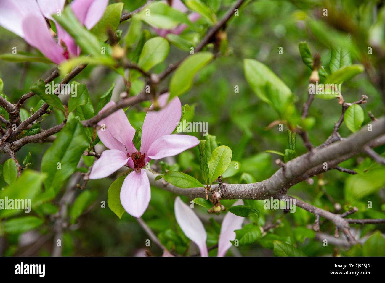 Flowering Magnolia tree branch closeup with green leaves pink blossoms Stock Photo