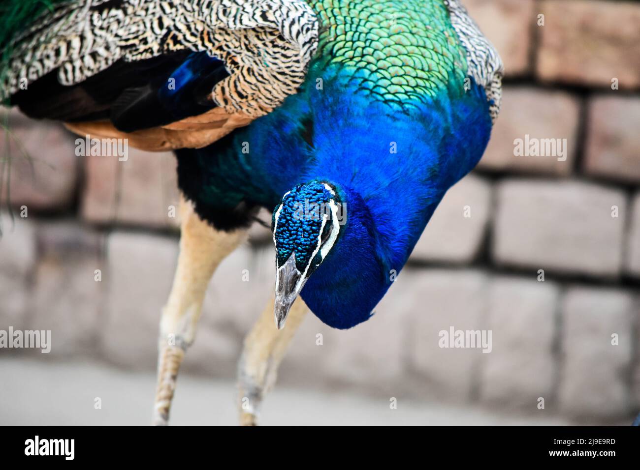 close up of a peacock Stock Photo - Alamy