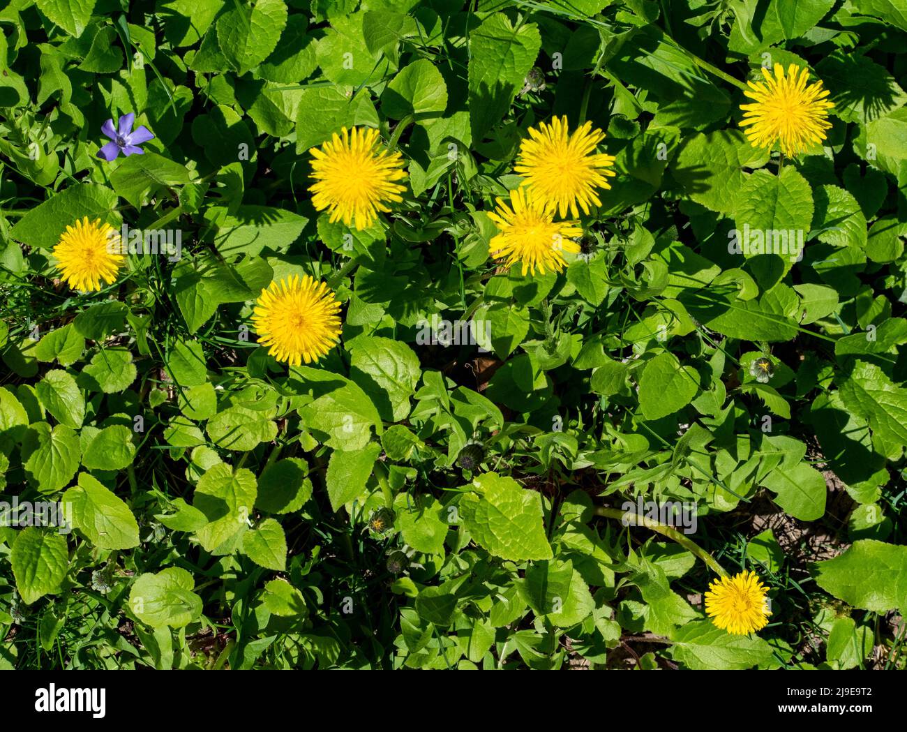 A high angle shot of dandelions and leafy grass in a meadow, on a spring morning, can be used as background, poster, and wall paper - stock photograph Stock Photo