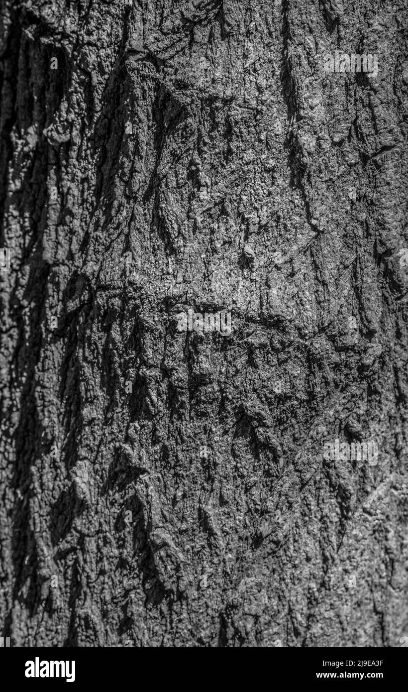 A black and white close up shot of a tree trunk. can be used as a background, wall paper, texture, pattern, or abstract - stock photography Stock Photo
