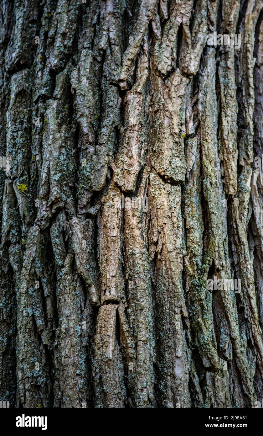 A close up shot of a tree trunk. can be used as a background, wall paper, texture, pattern, or abstract - stock photography Stock Photo