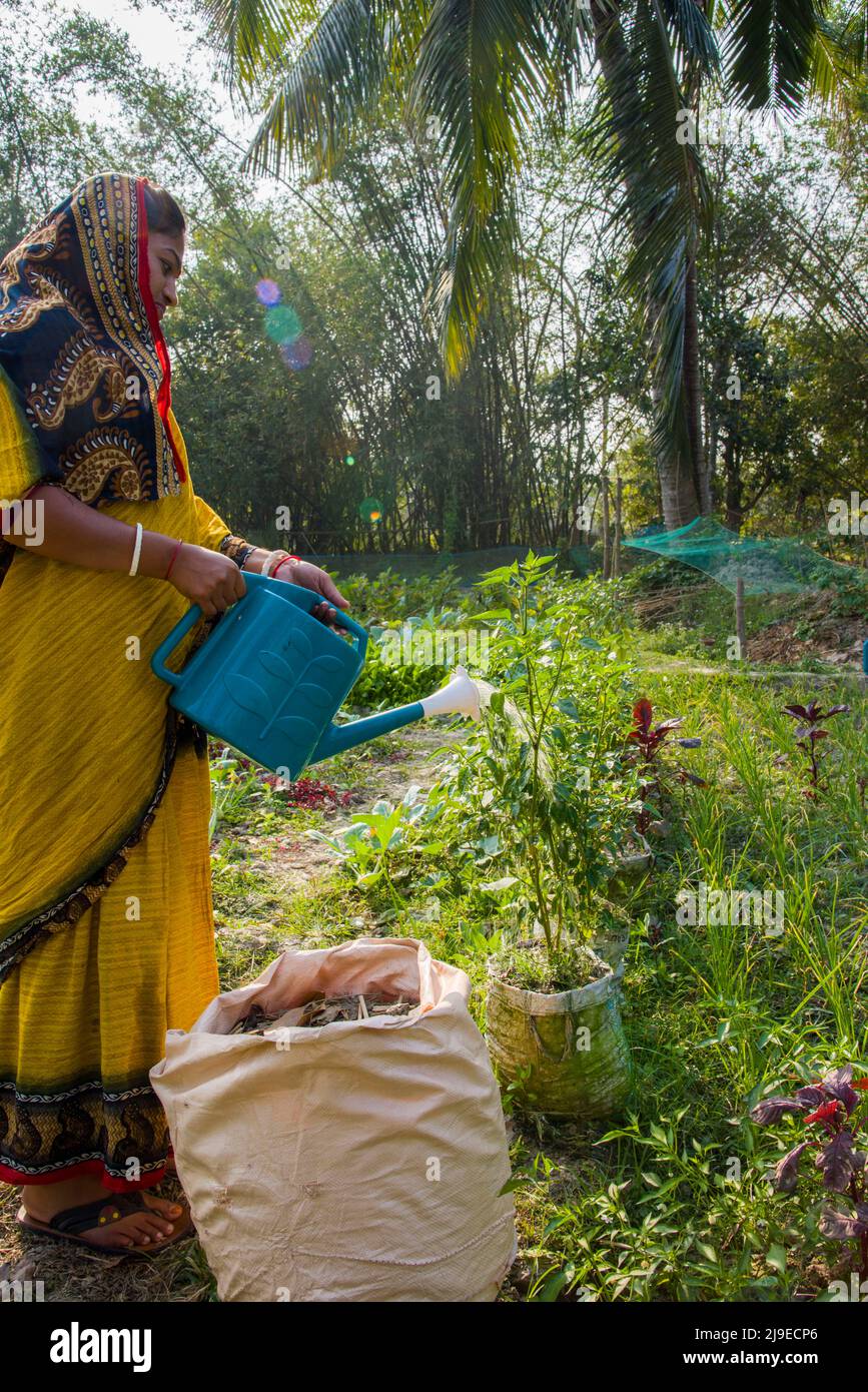 Bangladeshi woman is watering in her homestead garden to ensure nutritious food for family in satkhira district of southern Bangladesh. Stock Photo