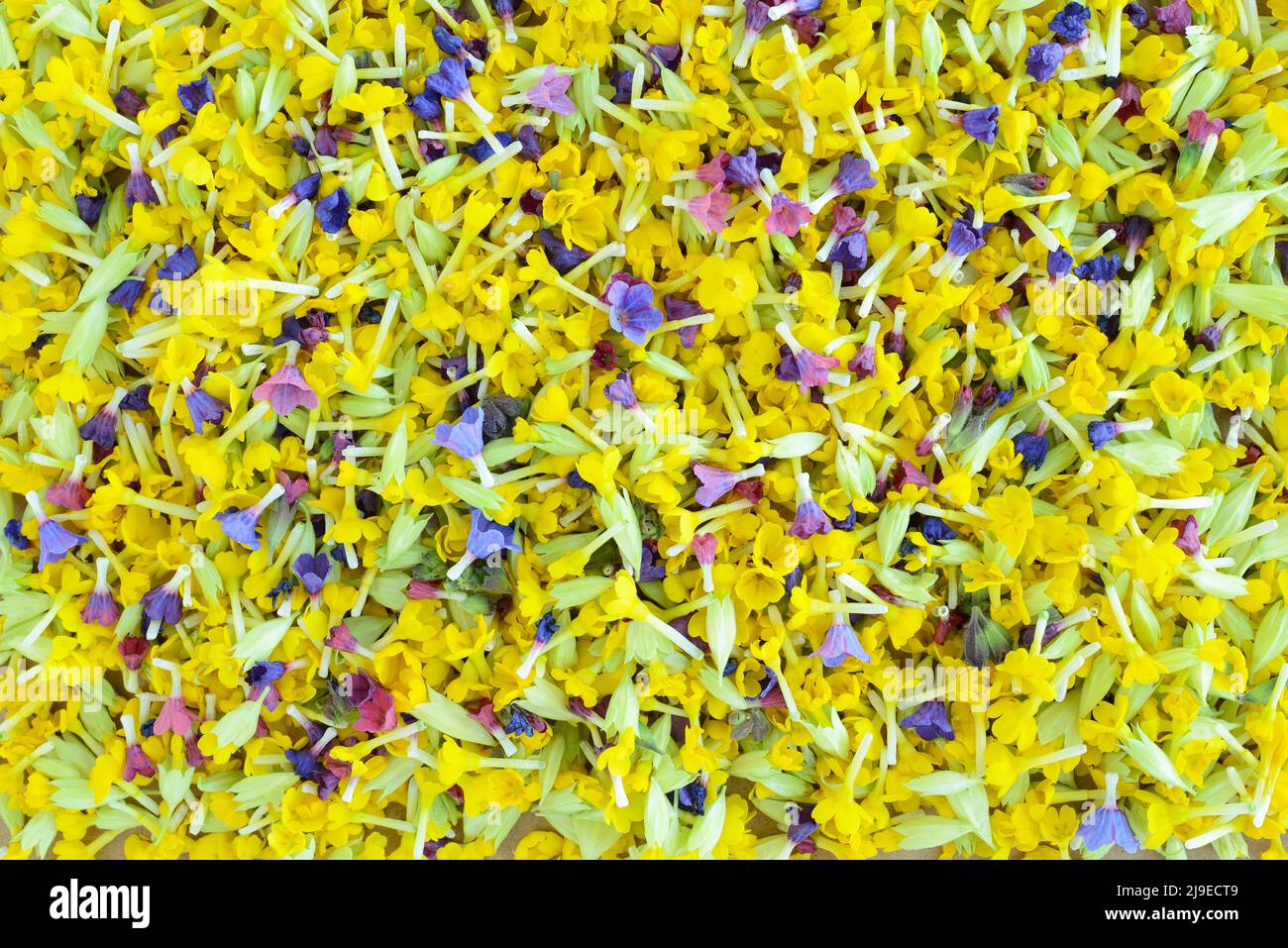 Primrose and honeydew flowers, flower petals, yellow, purple, pink petals of primrose and primroses, pulmonaria. Drying flowers. Collecting and harves Stock Photo