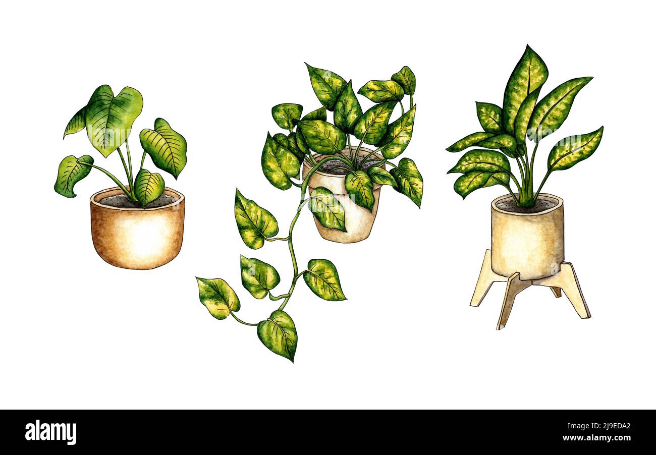 Watercolor illustration set of home flowers in pots. It's perfect for ...