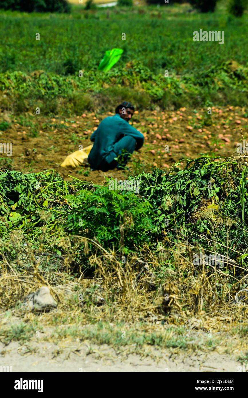 Field pakistan farmer hi-res stock photography and images - Alamy