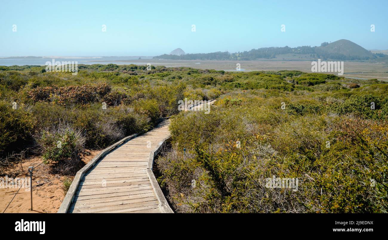 The Marina peninsula trail at Morro Bay State Park goes through the Estuary and an Elfin Forest near the harbor, California Coastline, Los Osos Stock Photo