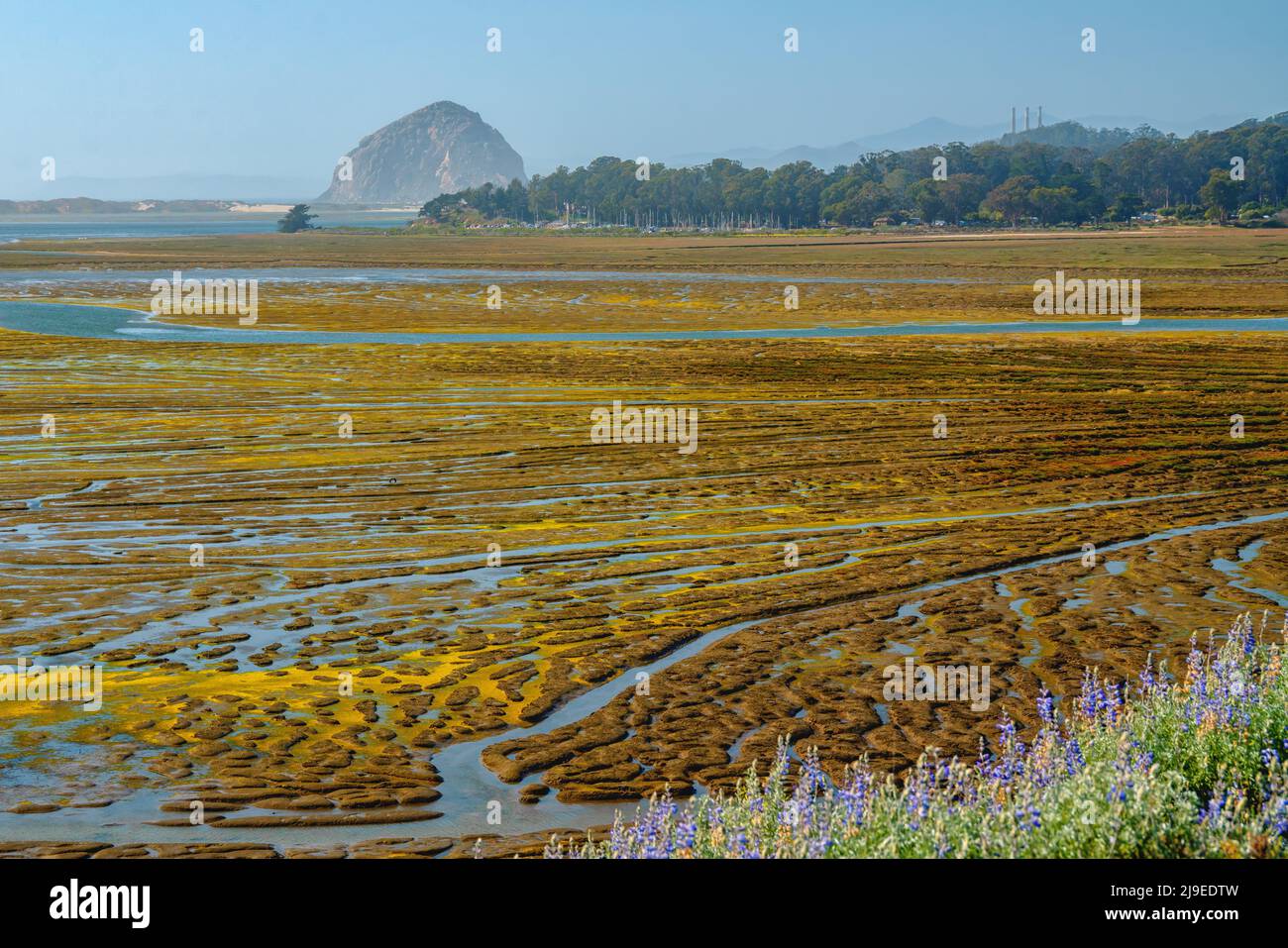 Mudflats during low tide in Morro Bay, California. Slow movement of