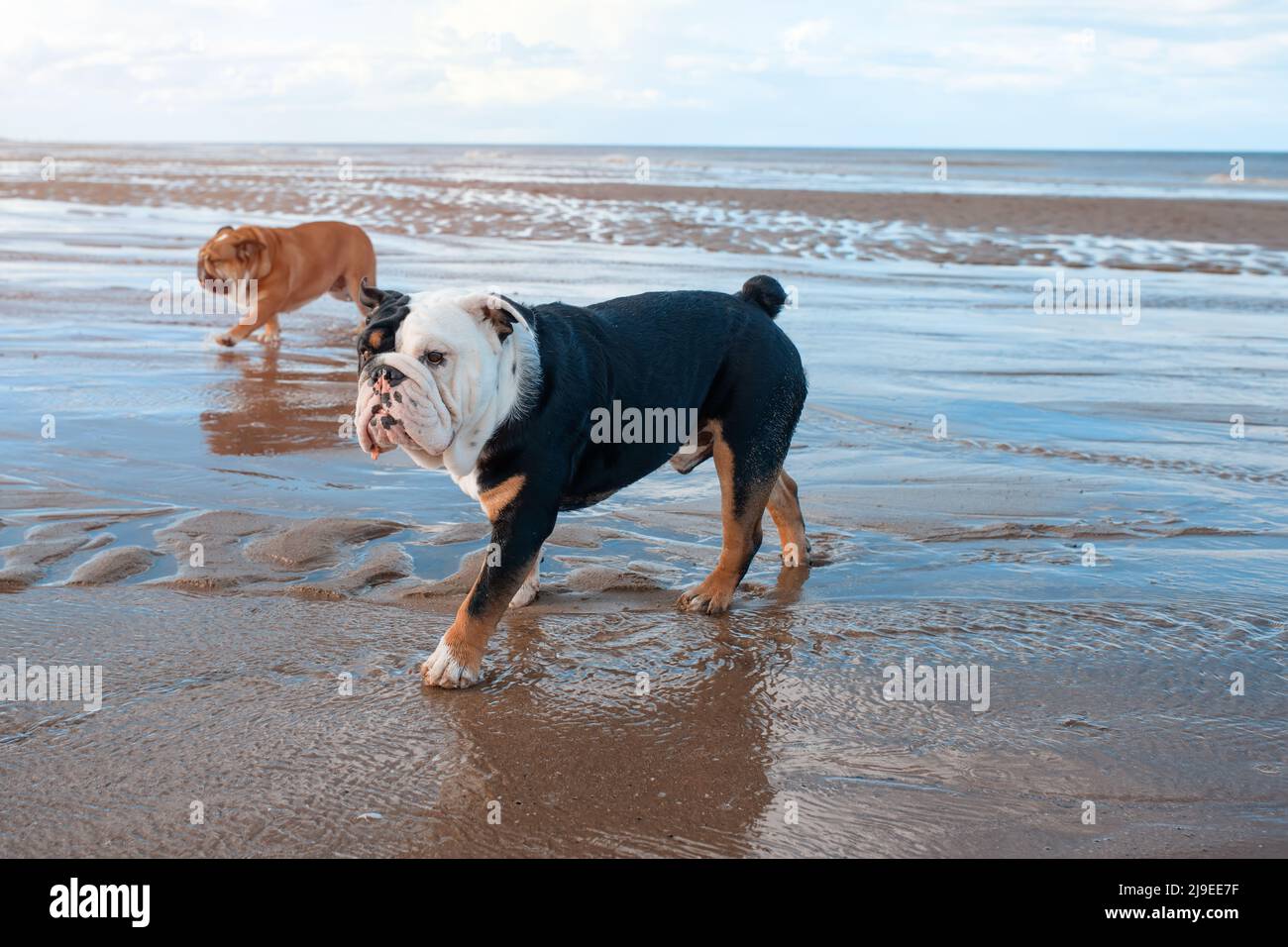 English Bulldog Black Tri