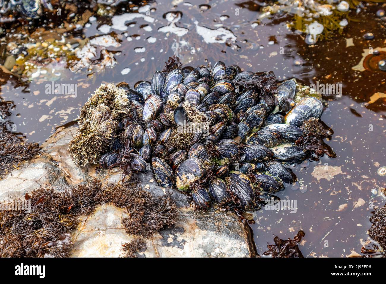 Wild black mussels growing close together on coastal rocks in J V Fitzgerald Marine Reserve, California Stock Photo
