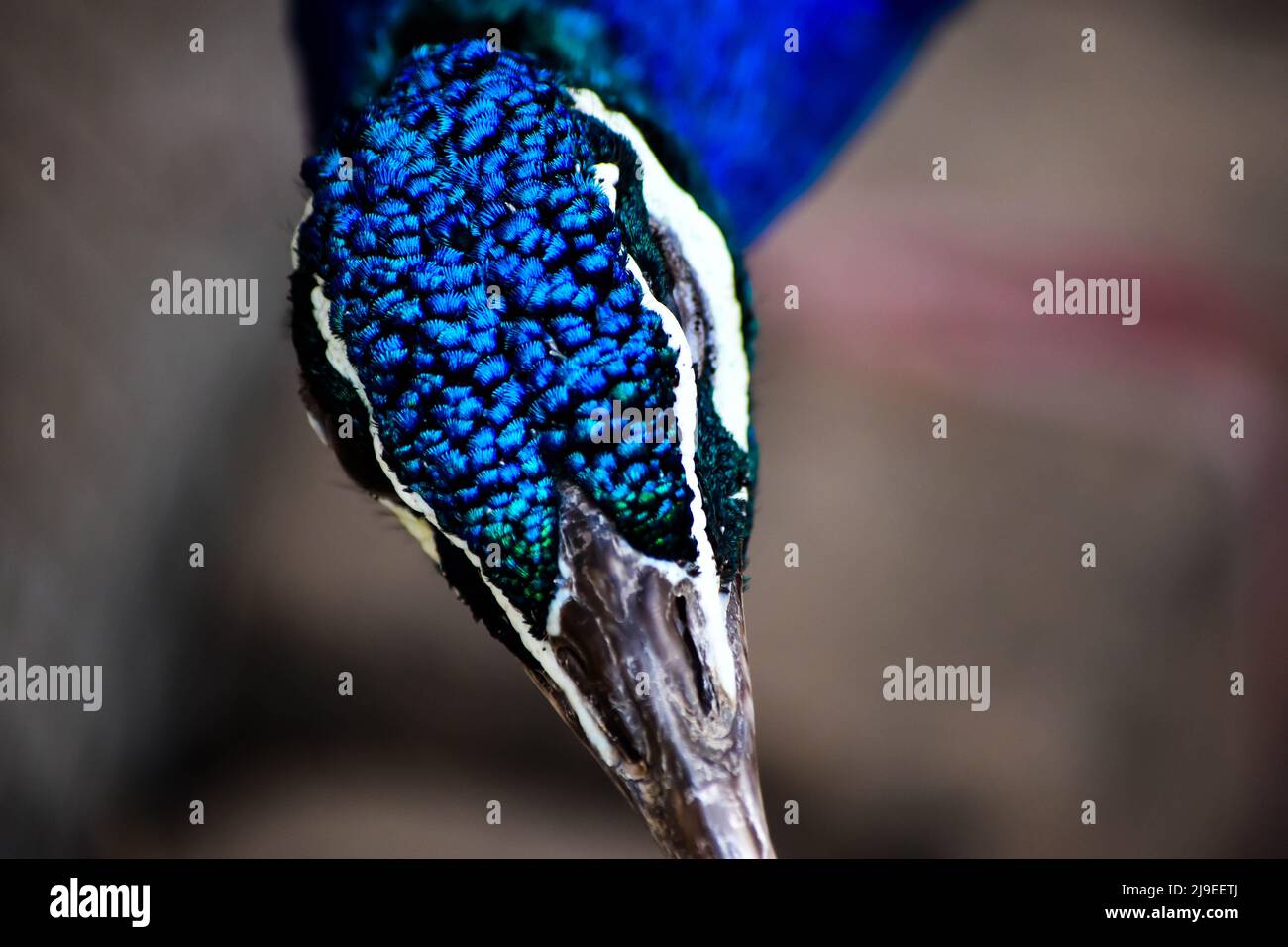 close up of a peacock Stock Photo - Alamy