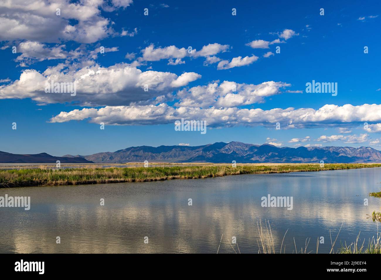 This is a view of the fair weather cumlulus clouds on a spectacular day at Bear River Migratory Bird Refuge west of Brigham City, Box Elder County, Ut Stock Photo