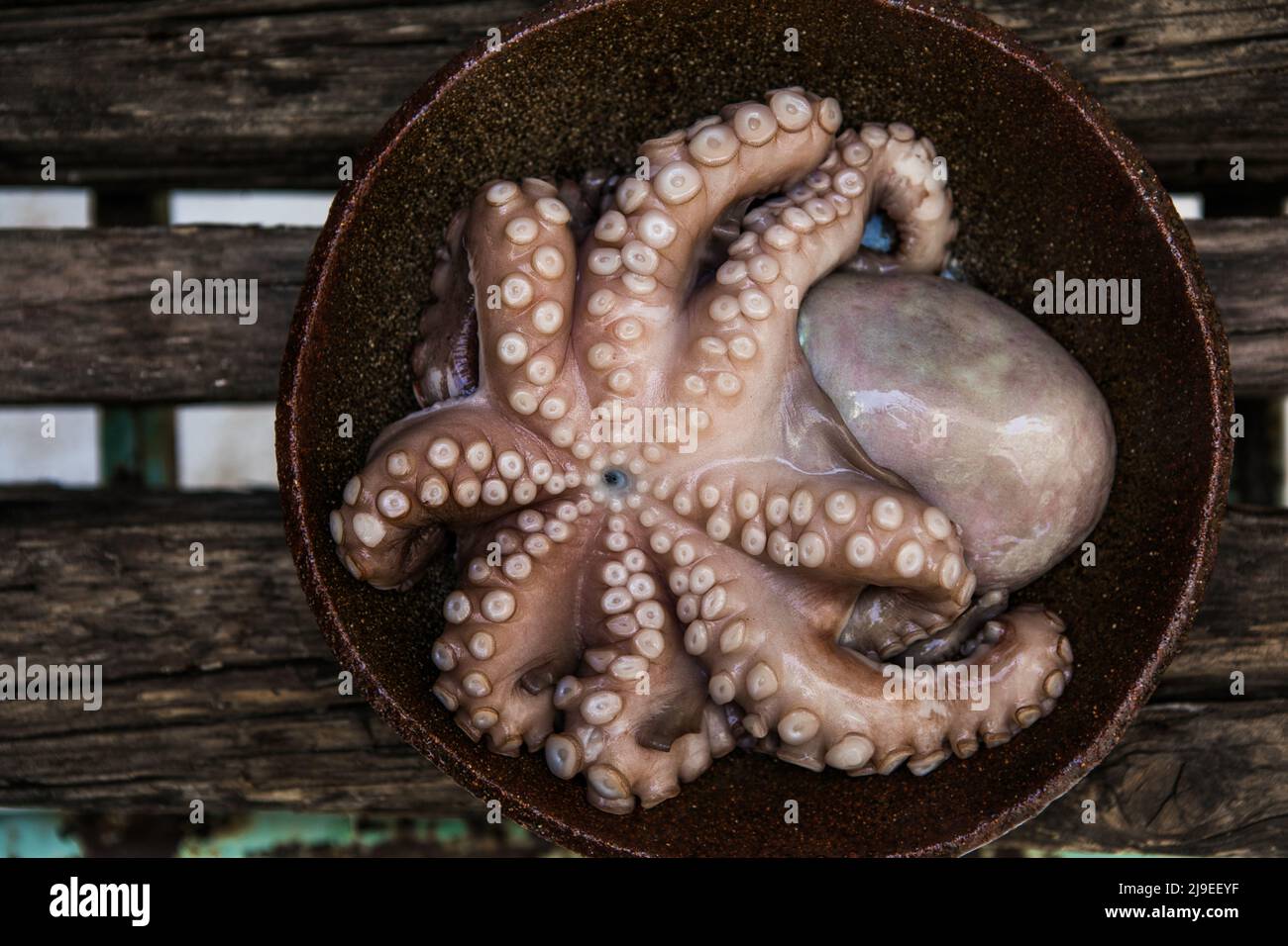 Octopus is raw, ready to cook. Closeup of a fresh raw octopus. seafood