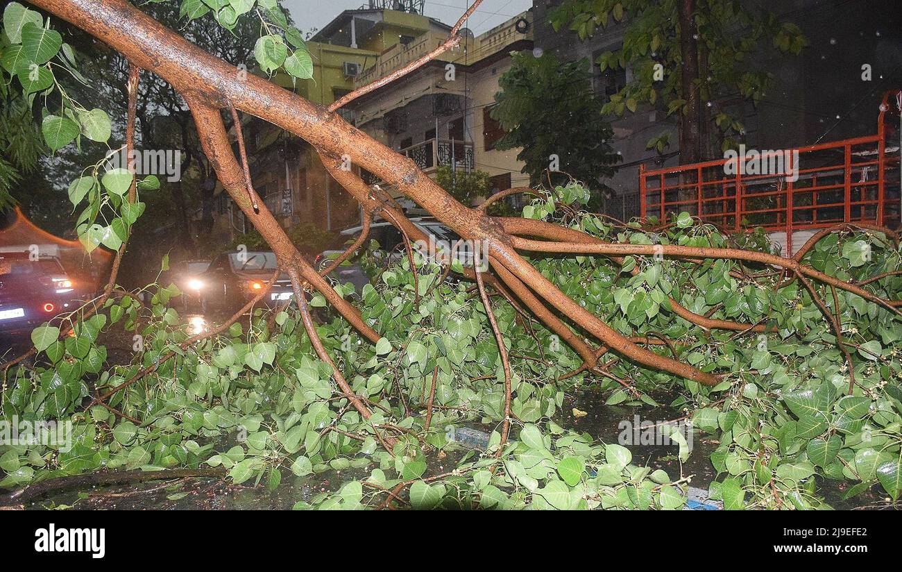 Kolkata, West Bengal, India. 21st May, 2022. Tree fell by the nor'wester, THUNDERSTORM in Kolkata, India on May 21, 2022. A nor'wester locally called Kalbaisakhi with wind speeds upto 90 kilometres per hour caused flight disruptions in Kolkata airport and killed one on Saturday, The Indian Meteorological Department (IMD) said the highest wind speed recorded was 90 kilometres per hour. The nor'wester also caused the death of one and injured two more after a tree fell on them.Flight operations were disrupted at Kolkata's Netaji Subhash Chandra Bose international airport on Saturday afternoon Stock Photo