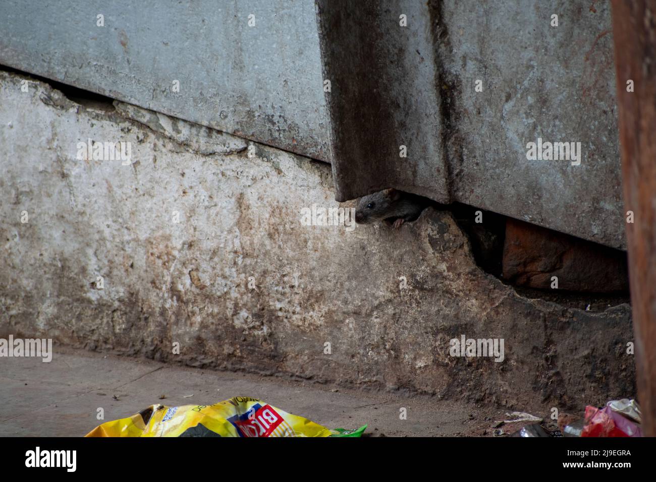 Rats are eating the food in street. Stock Photo