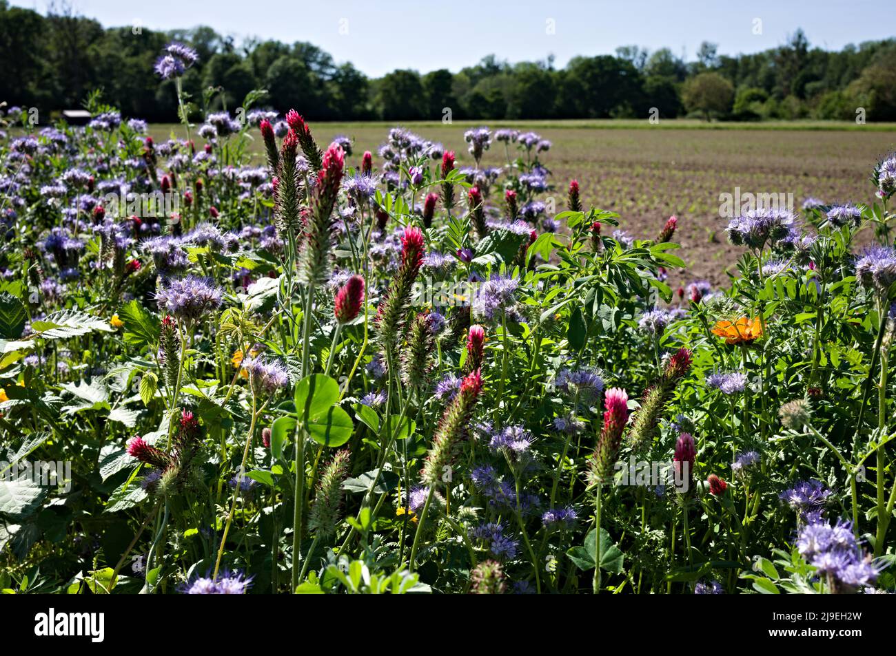 Different flowers living in the protection belt Stock Photo Alamy