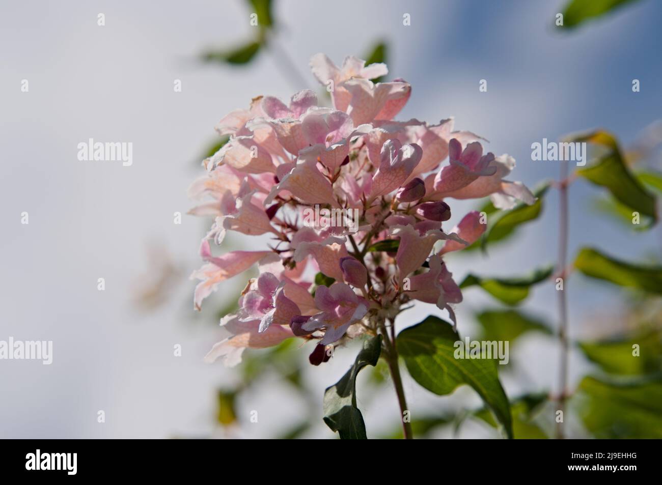Flowering fuzzy deutzia Stock Photo