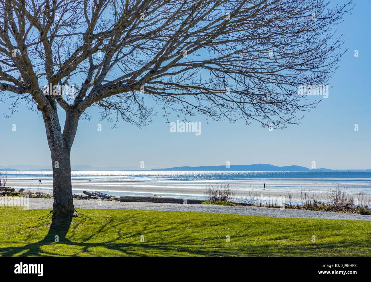 One tree near the sea. Lonely tree on the beach in spring day in Canada ...