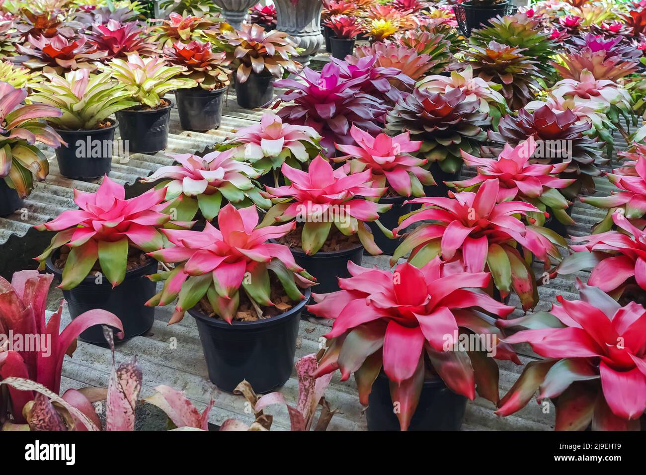 Multicolored bromeliad, colorful bromeliad leaves, Tropical plants in green house for garden decoration. Colorful Neoregelia plant for home decoration Stock Photo