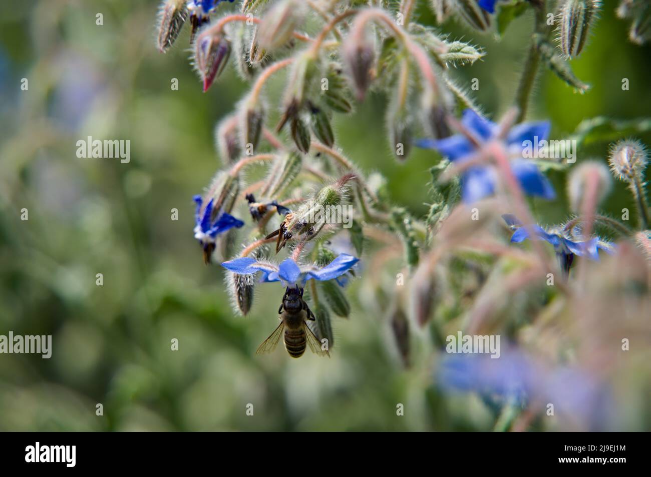 Bee eating beebread Stock Photo
