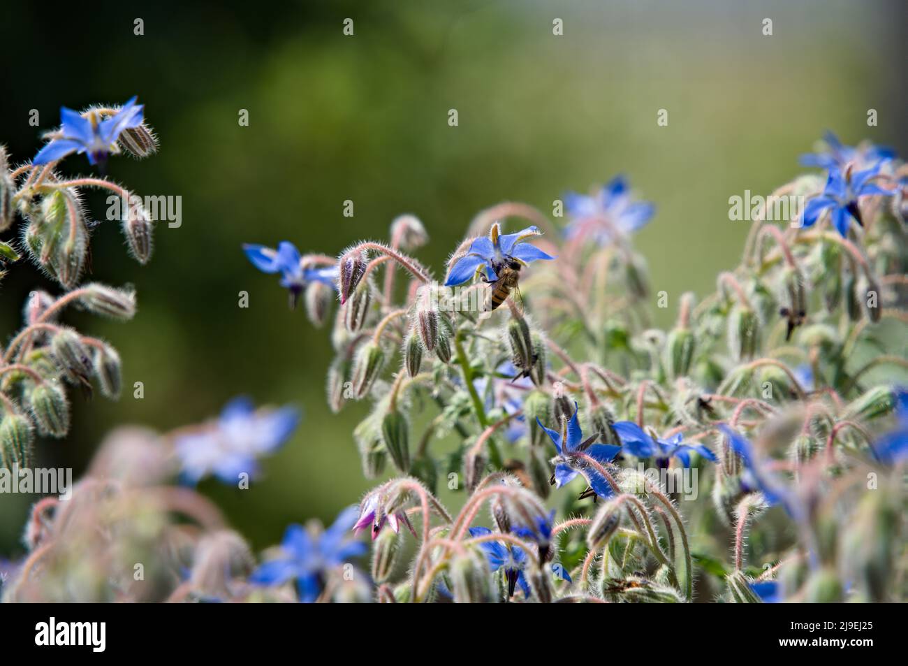 Bee eating beebread Stock Photo