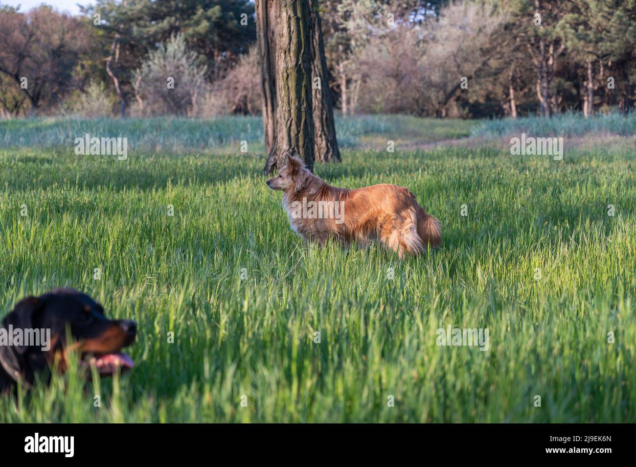 Dogs standing among tall green grass. A red female mixed breed dog and ...
