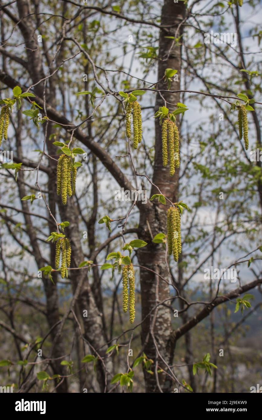 Catkins of European hop hornbeam (latin name Ostrya carpinifolia) in