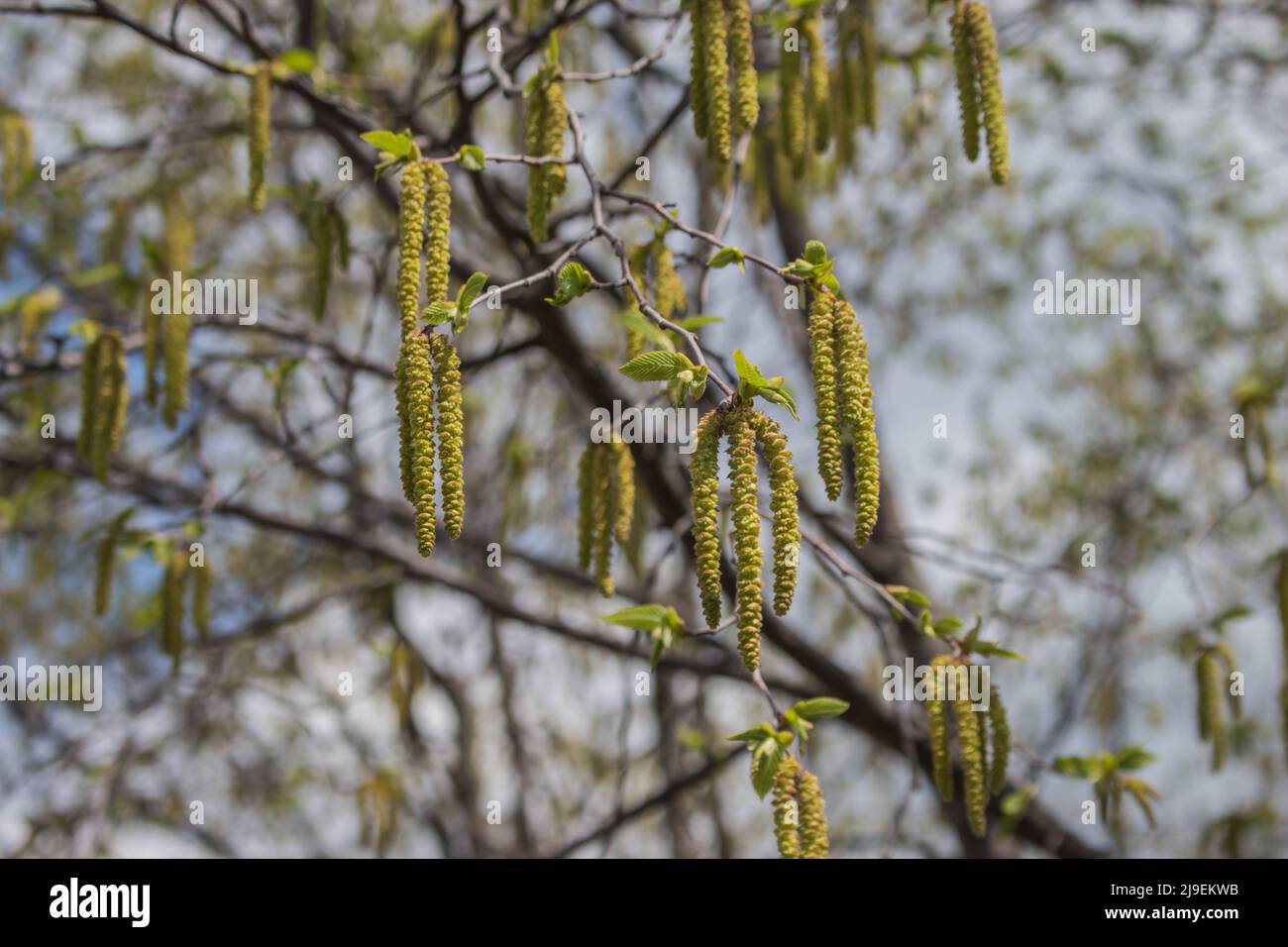 Catkins of European hop hornbeam (latin name Ostrya carpinifolia) in