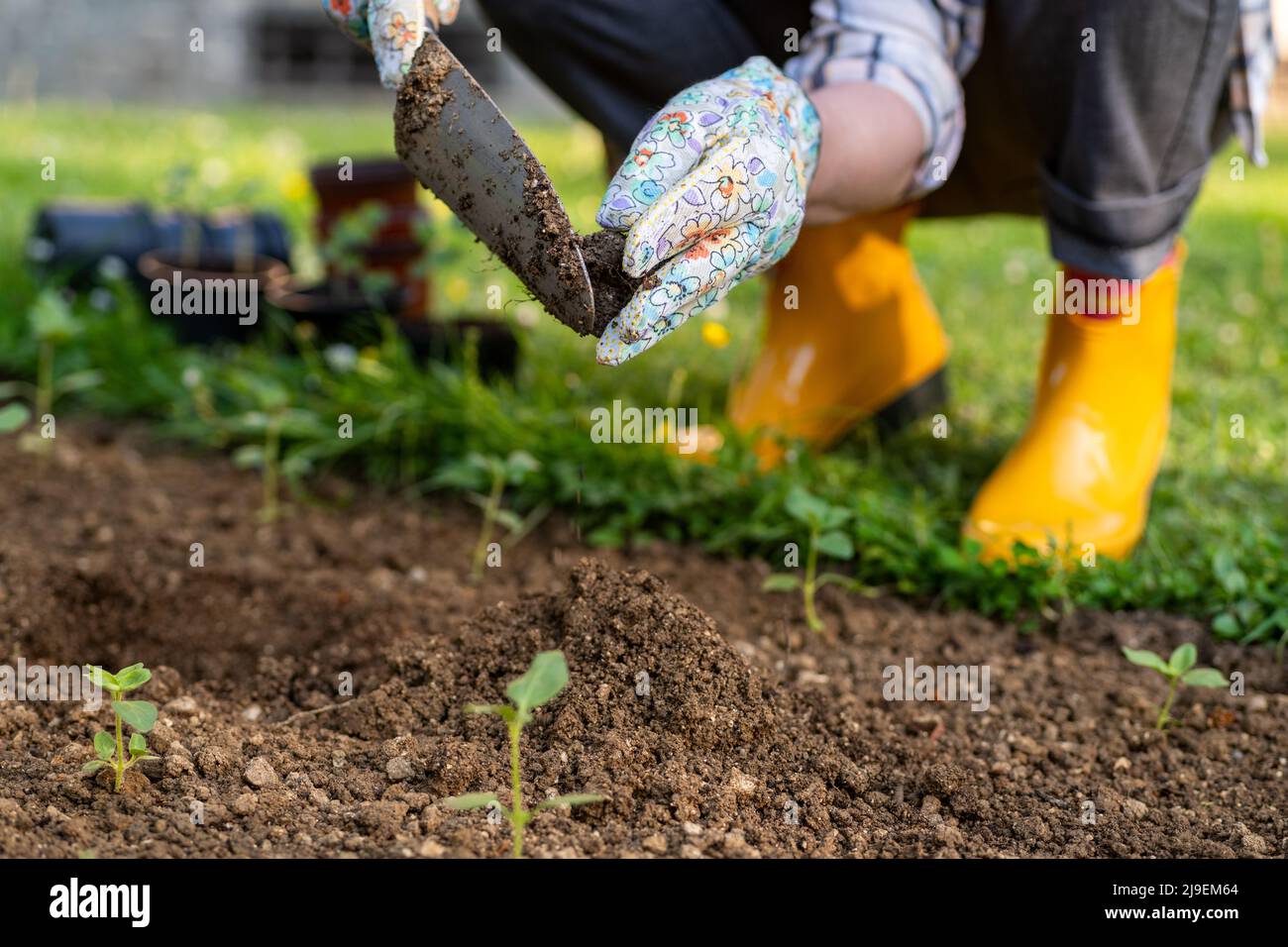 Female gardener planting flowers in her flowerbed. Gardening concept ...