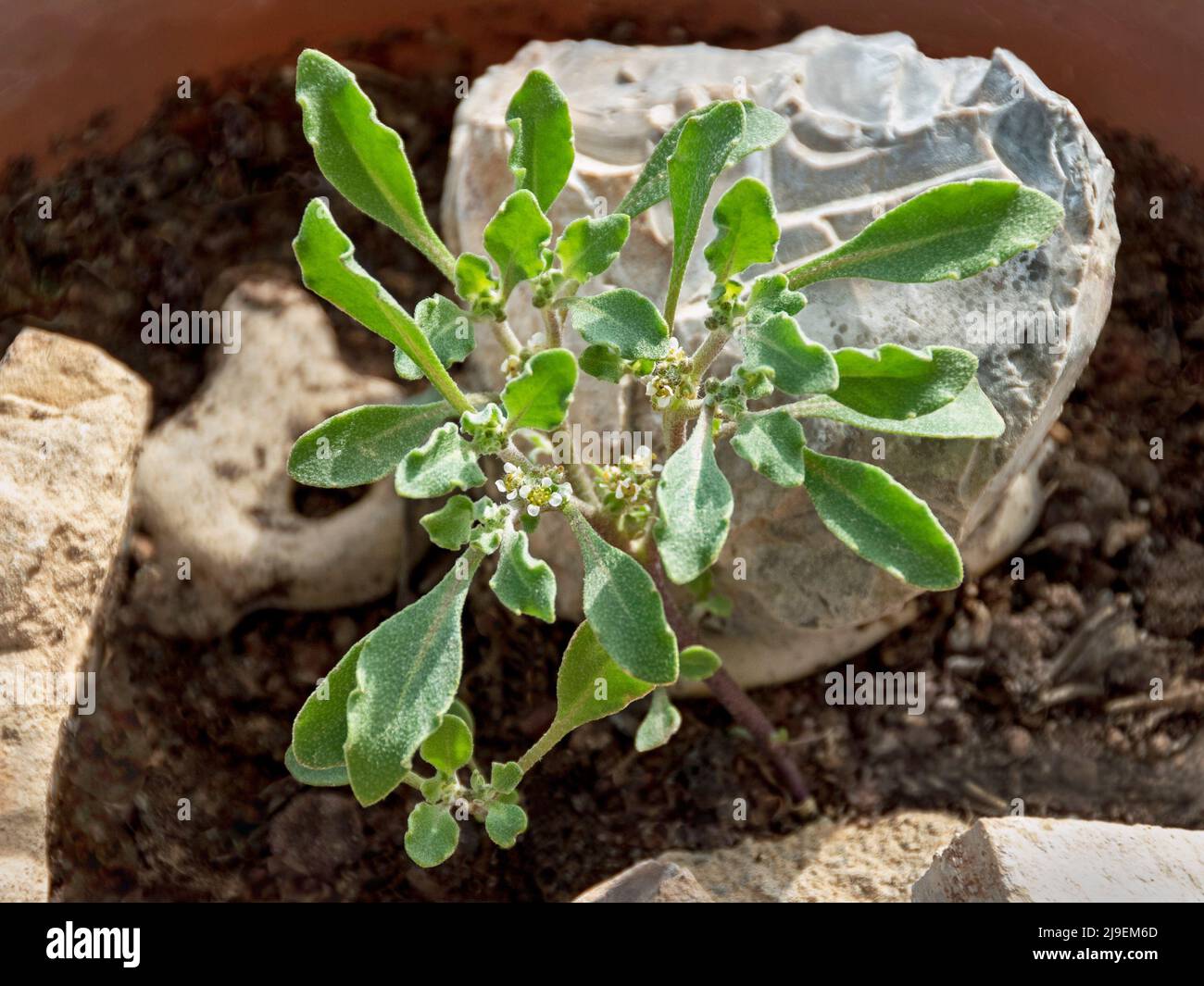 seedling of Anastatica hierochuntica the true Rose of Jericho resurrection plant in a pot with rocks showing tiny white and yellow flowers Stock Photo